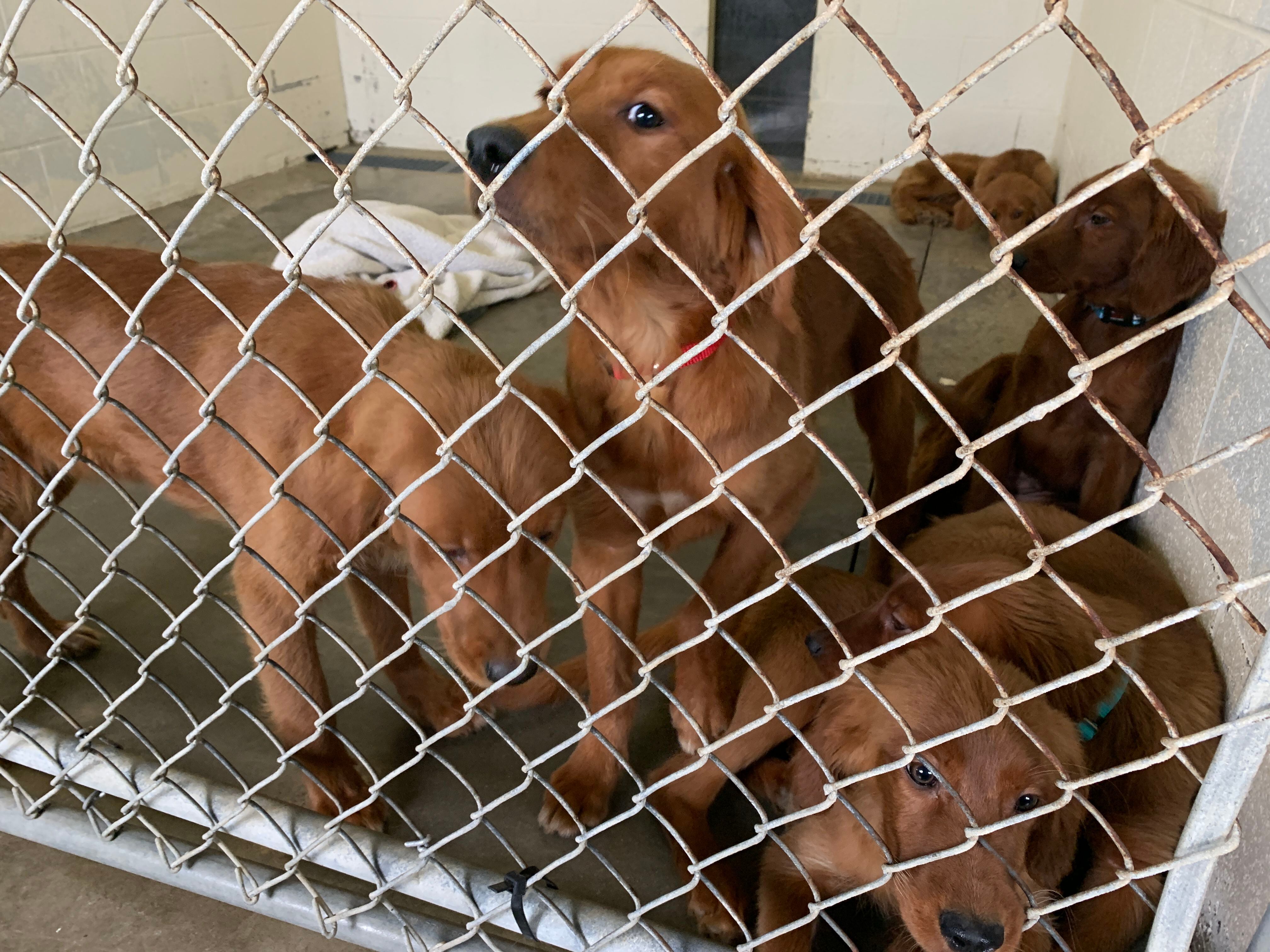 Scared to Death': 15 Golden Retriever Puppies Found Dumped in Ohio Field