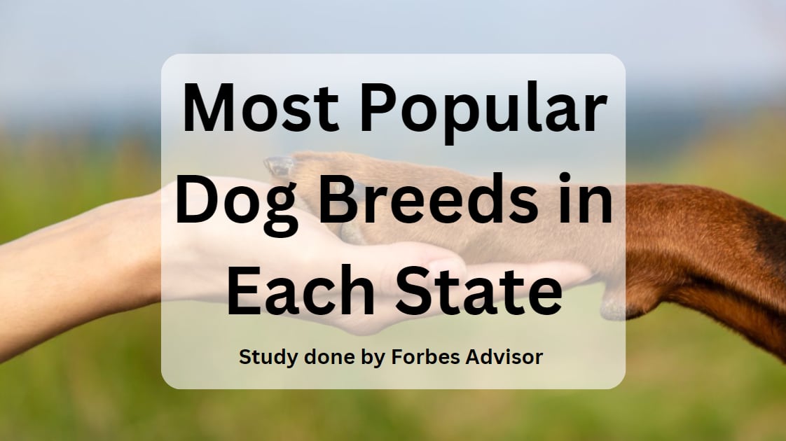 The Most Popular Dog in Every State