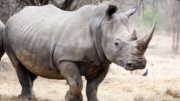 San Diego Zoo welcomes male baby rhino, celebrates breeding initiative -  ABC News