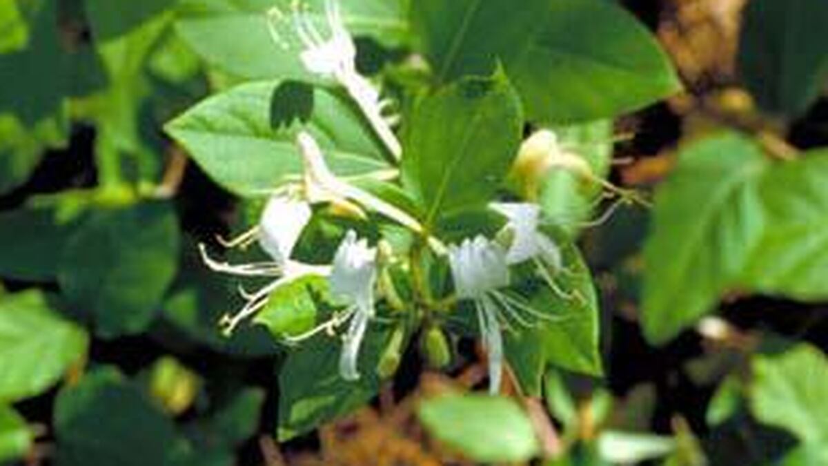 indiana-bans-sale-of-44-invasive-plant-species